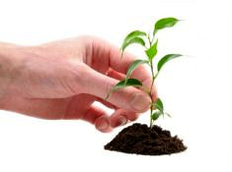 Саженцы почтой наложенным платежом недорого