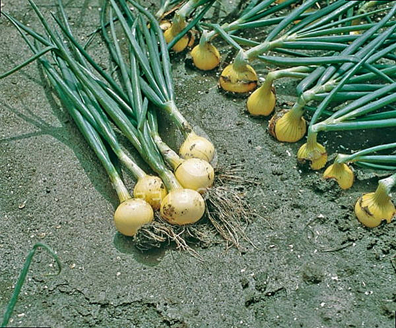 Сорта озимого лука