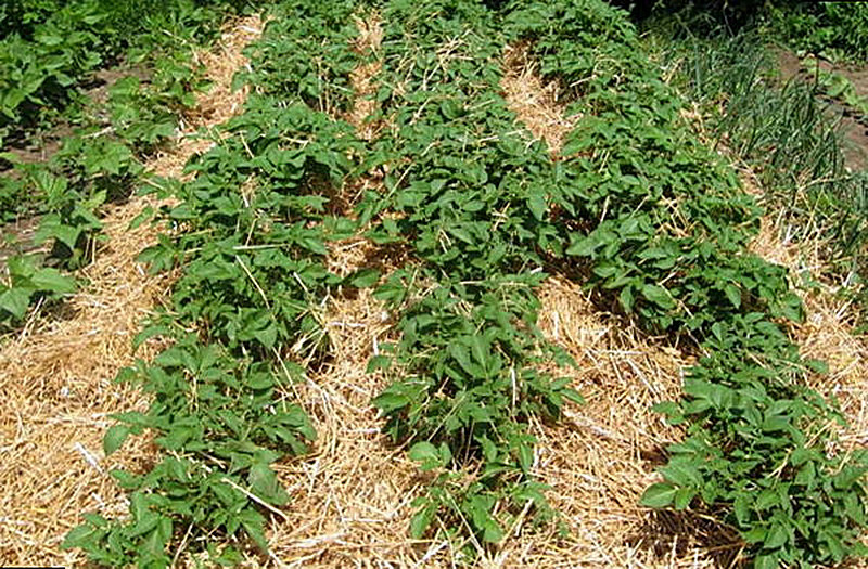 Выращивание картофеля с умом без прополки и окучивания