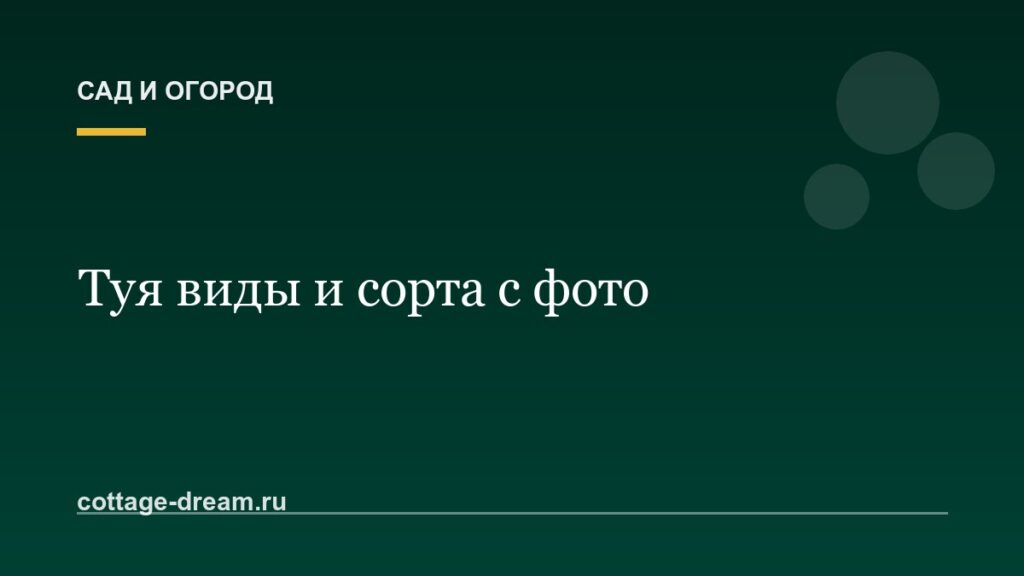 Туя виды и сорта с фото