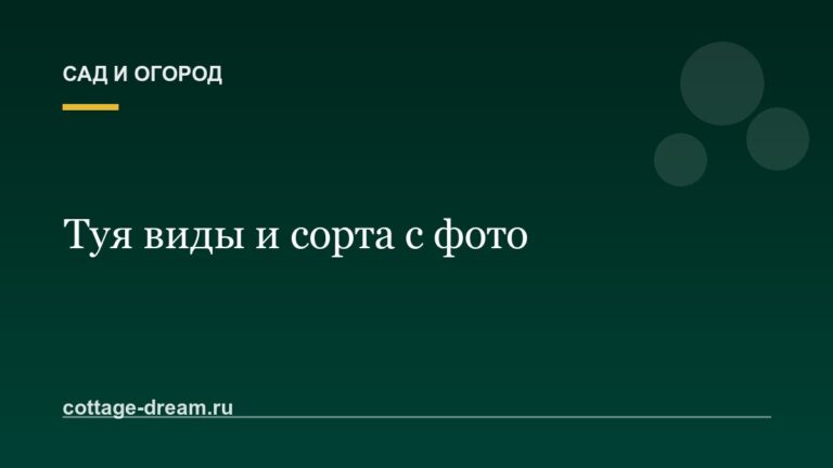 Туя виды и сорта с фото