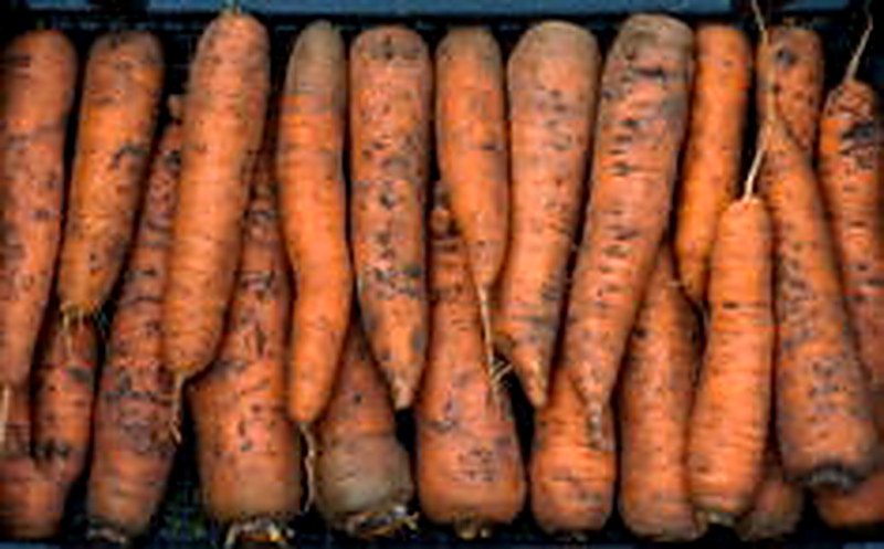 Как лучше сохранить морковь на зиму в погребе