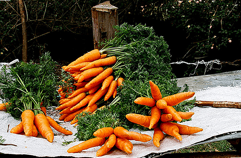 Как правильно хранить морковь на зиму