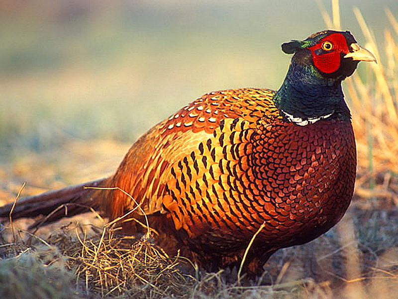 Как выбрать породу фазана для разведения