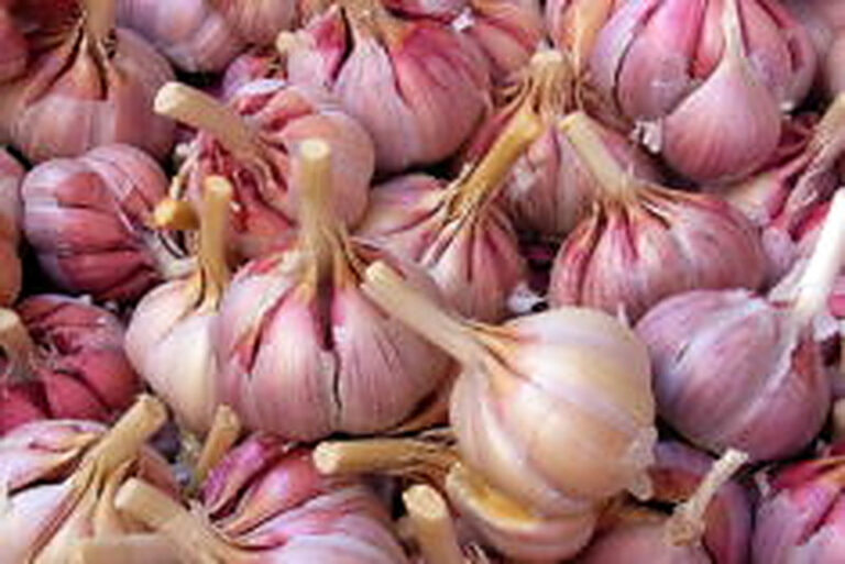 Озимый чеснок посадка и уход