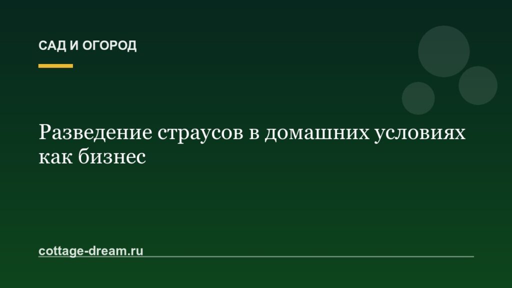 Разведение страусов в домашних условиях как бизнес