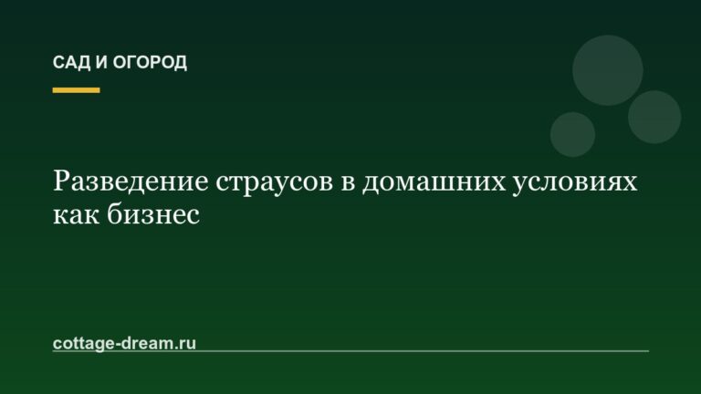 Разведение страусов в домашних условиях как бизнес
