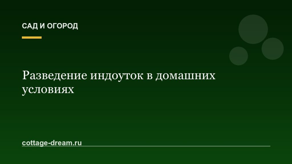 Разведение индоуток в домашних условиях