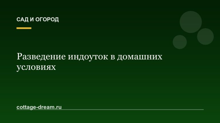 Разведение индоуток в домашних условиях