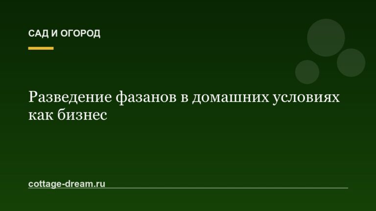Разведение фазанов в домашних условиях как бизнес