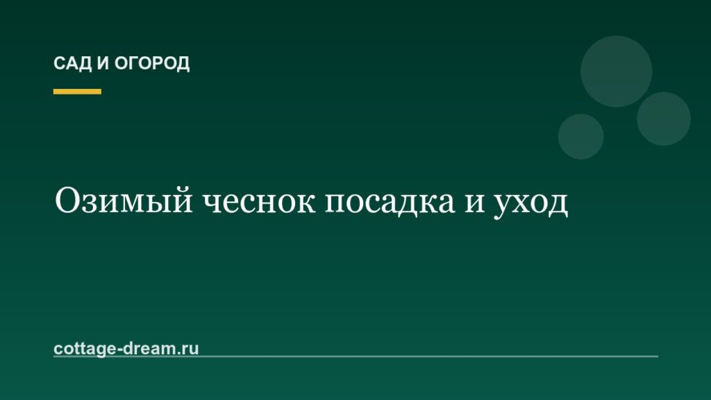 Озимый чеснок посадка и уход