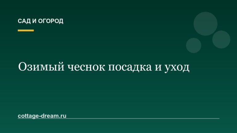 Озимый чеснок посадка и уход