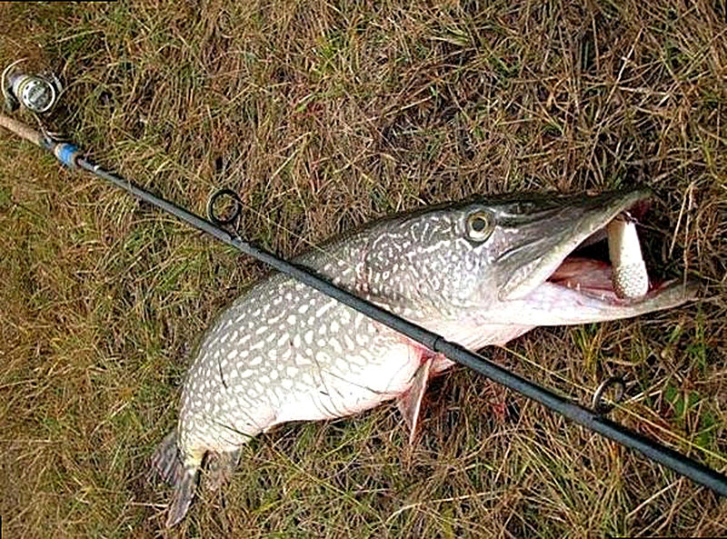 Где ловить щуку на спиннинг