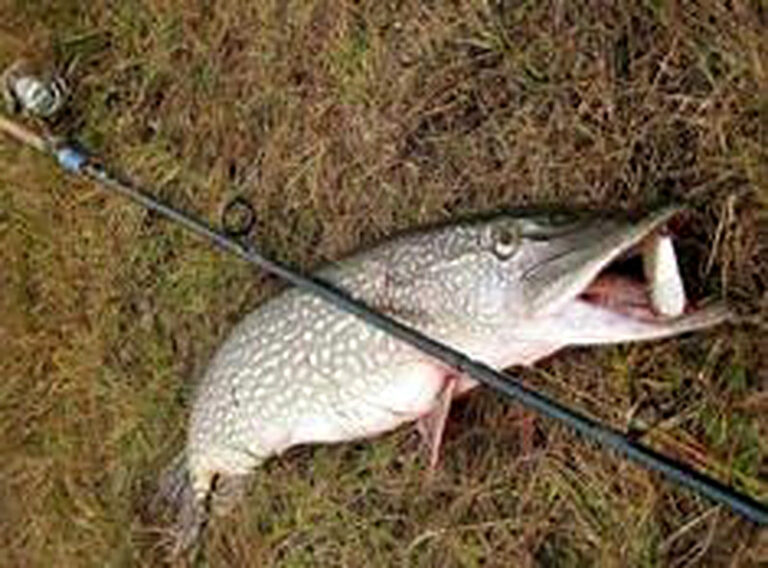 Где ловить щуку на спиннинг