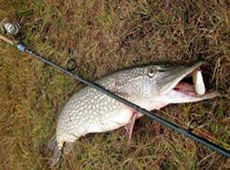 Где ловить щуку на спиннинг