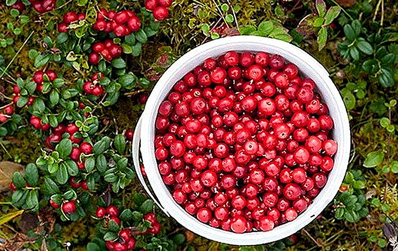 Где растет брусника в Ленинградской области