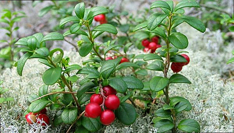 Где растёт клюква и когда её собирать