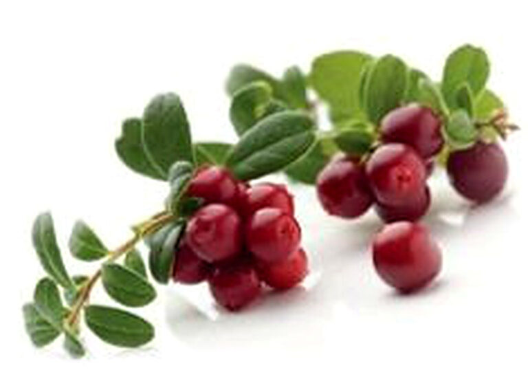 Где собирать клюкву в Ленинградской области