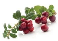 Где собирать клюкву в Ленинградской области