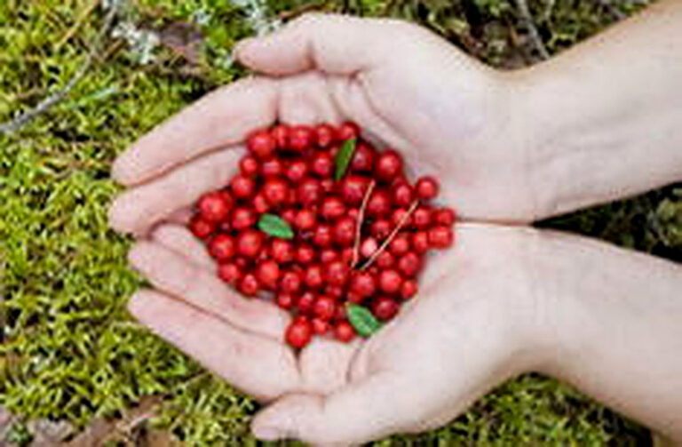 Где в Ленинградской области собирать бруснику