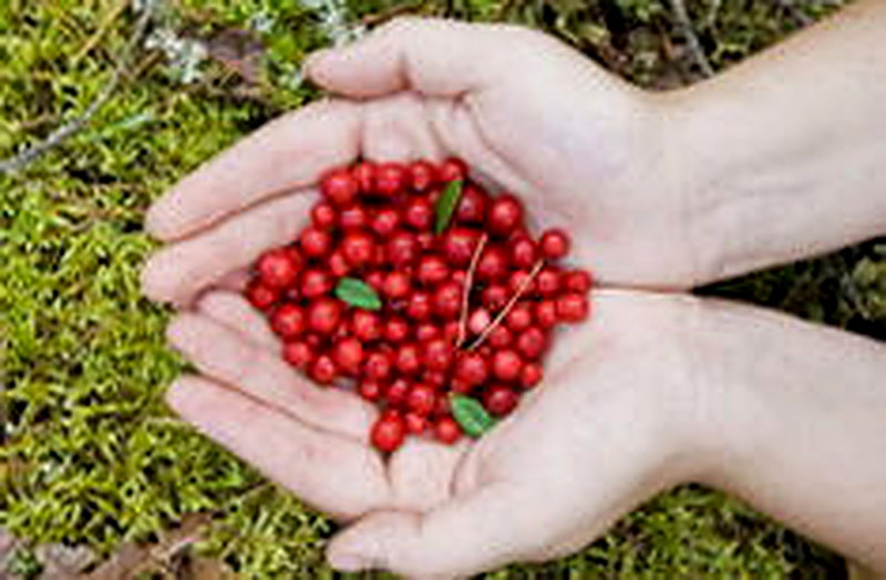 Где в Ленинградской области собирать бруснику