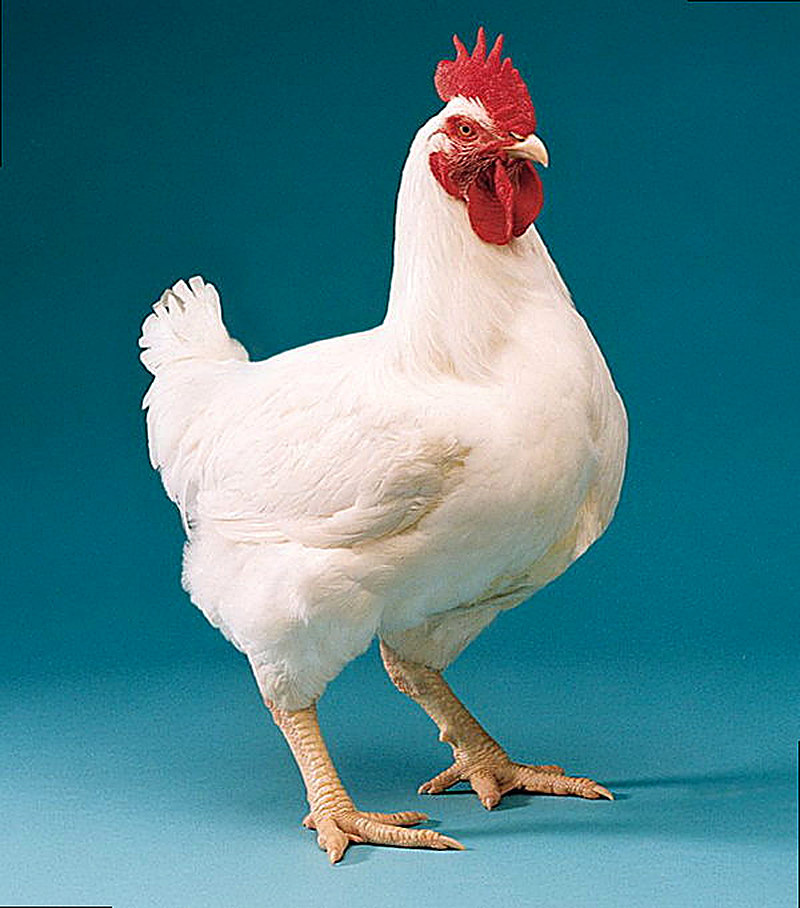 Откуда появились бройлеры
