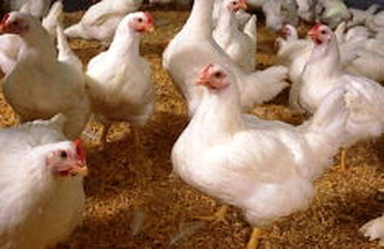 Разведение бройлеров в домашних условиях для начинающих