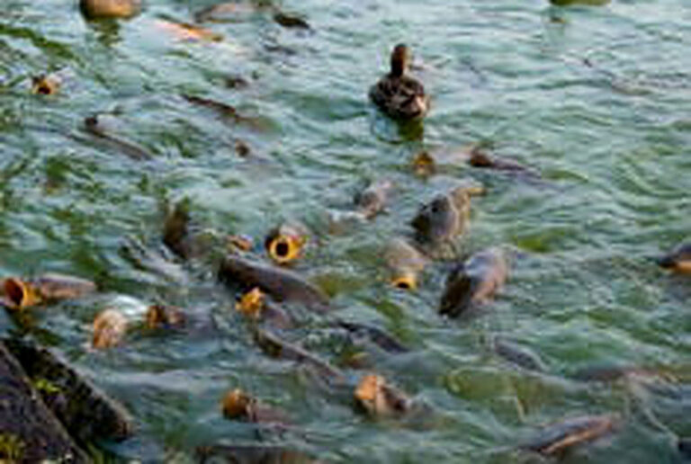 Разведение рыбы в искусственных водоемах как бизнес