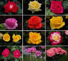 Саженцы роз купить почтой дешево по 50 рублей