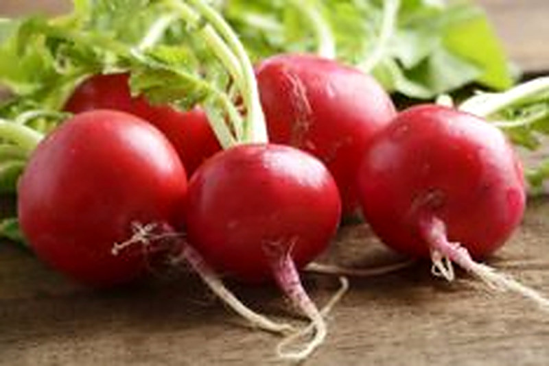 Выращивание редиса в теплице зимой на продажу