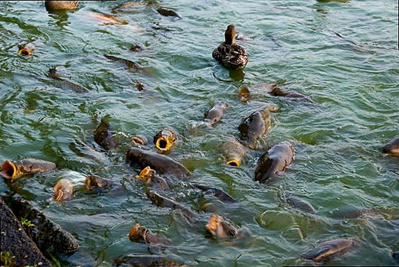 Выращивание рыбы в бассейне