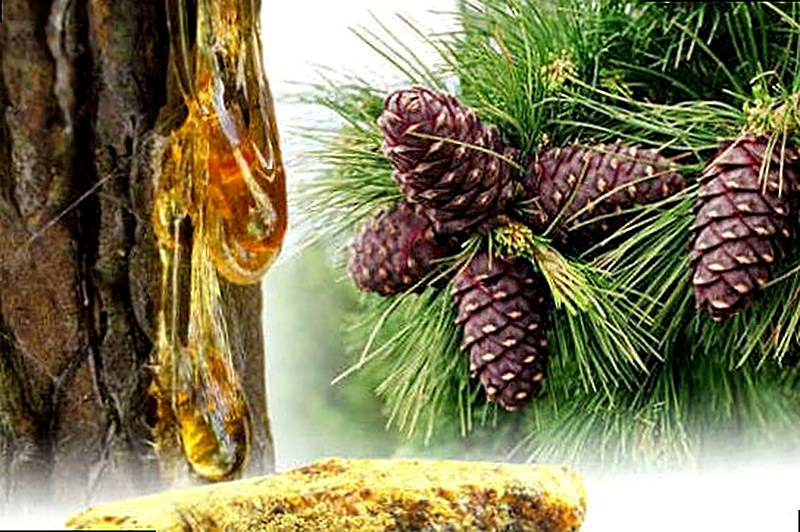Живица кедровая применение отзывы противопоказания