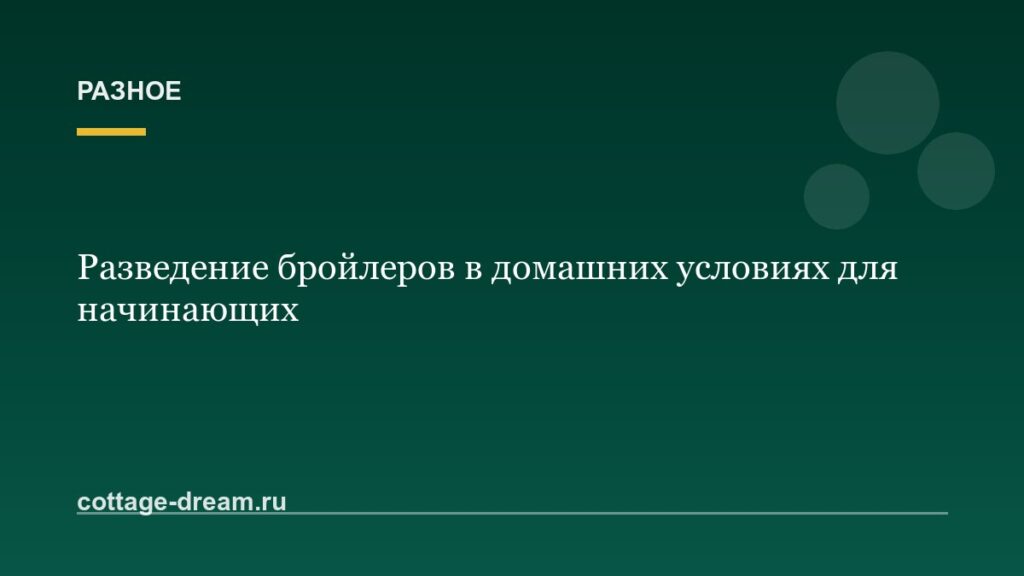 Разведение бройлеров в домашних условиях для начинающих