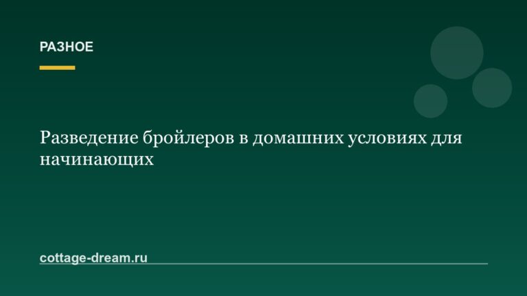 Разведение бройлеров в домашних условиях для начинающих