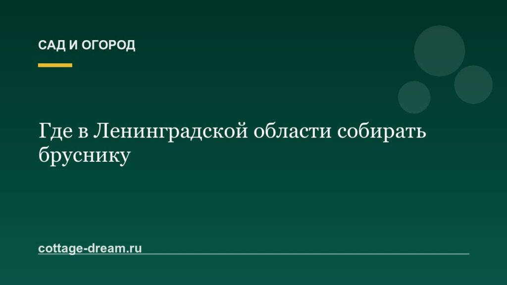 Где в Ленинградской области собирать бруснику
