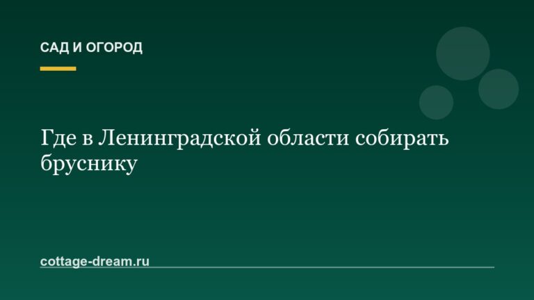 Где в Ленинградской области собирать бруснику