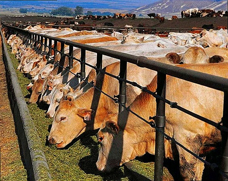 Бизнес на выращивании телят