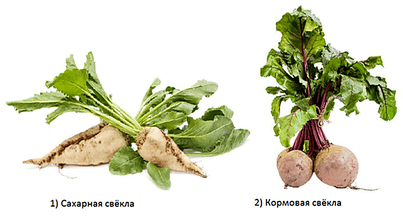 Чем отличается кормовая свекла от сахарной