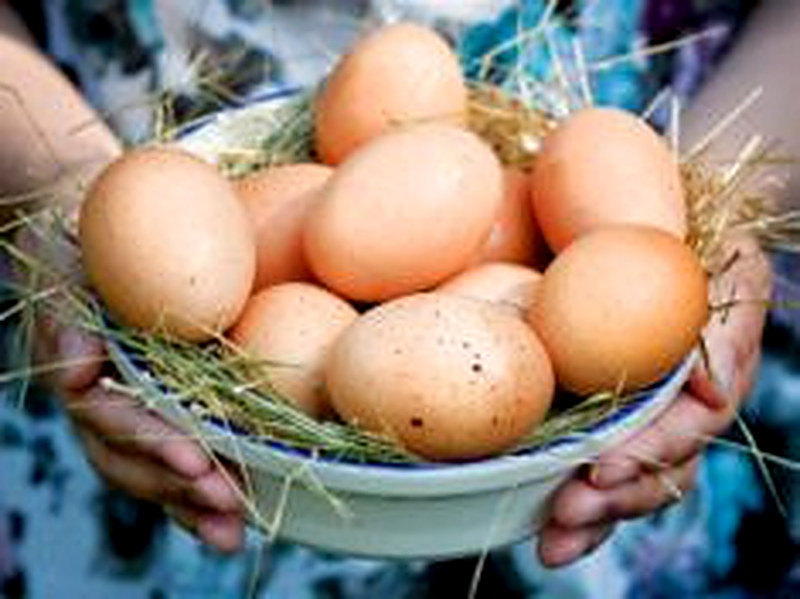 Яйцо куриное оптом от производителя цена