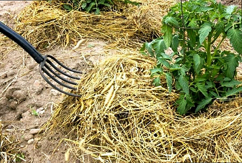 Мульчирование почвы что это такое