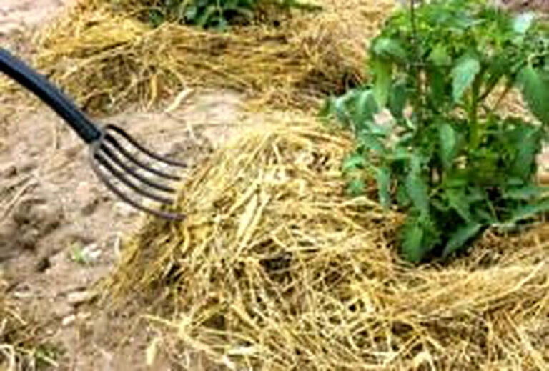 Мульчирование почвы что это такое