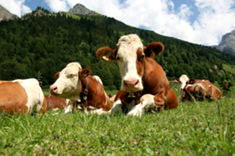 Разведение телят как бизнес