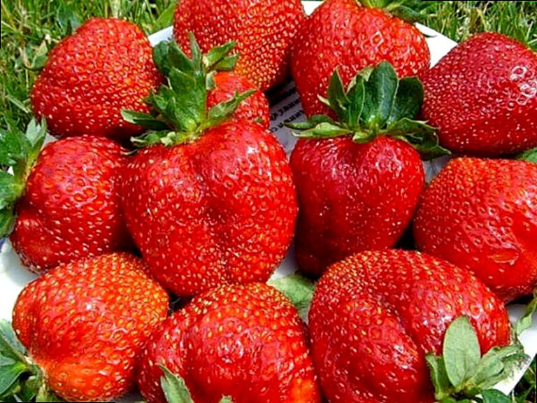 Семена земляники садовой крупноплодной купить