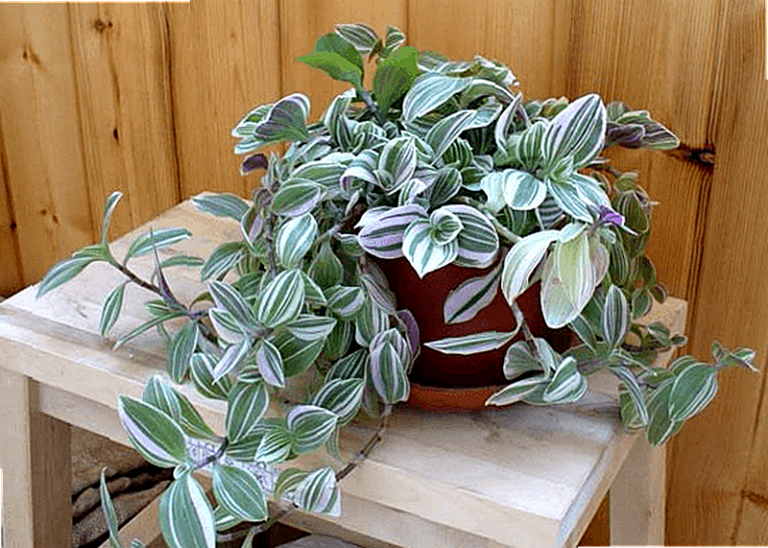 Традесканция уход в домашних условиях фото