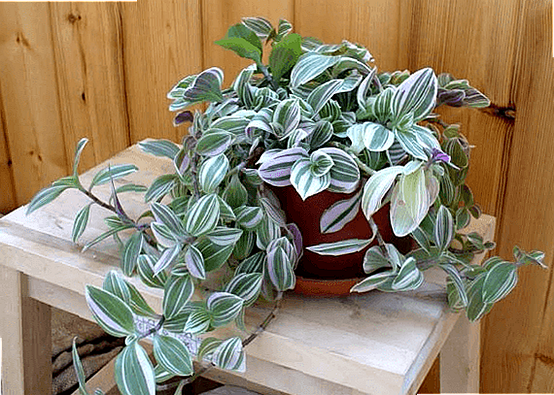 Традесканция уход в домашних условиях фото