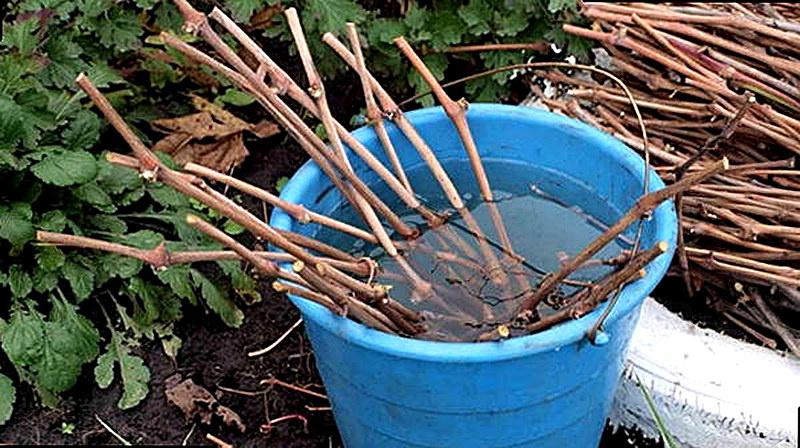 Заготовка черенков винограда к посадке