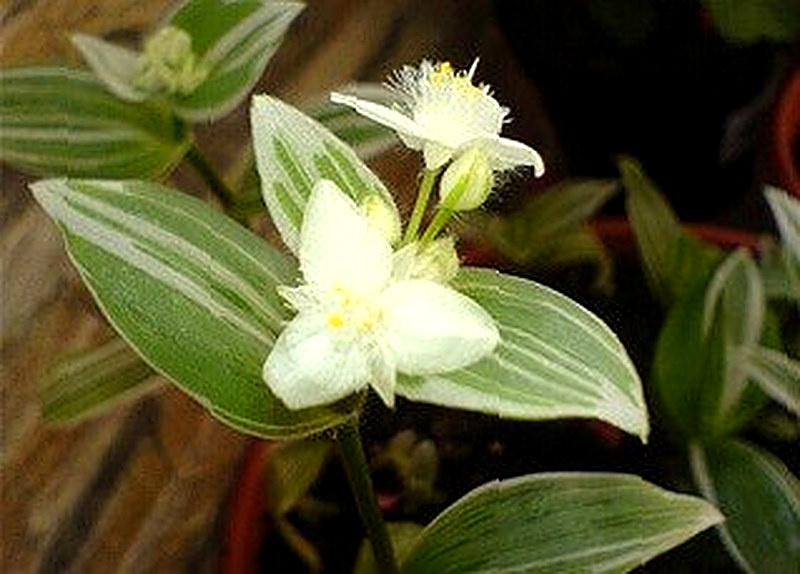 tradeskancija belocvetkovaja