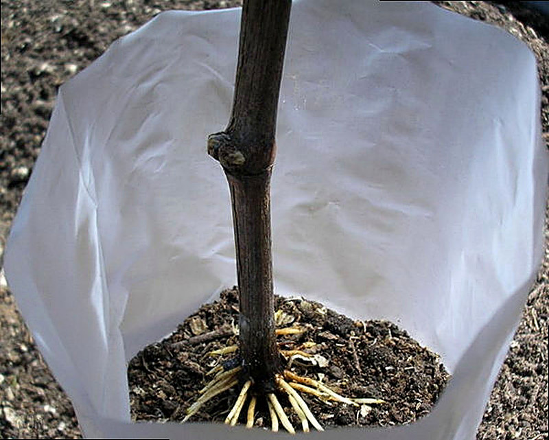 Выращивание черенков винограда в контейнере