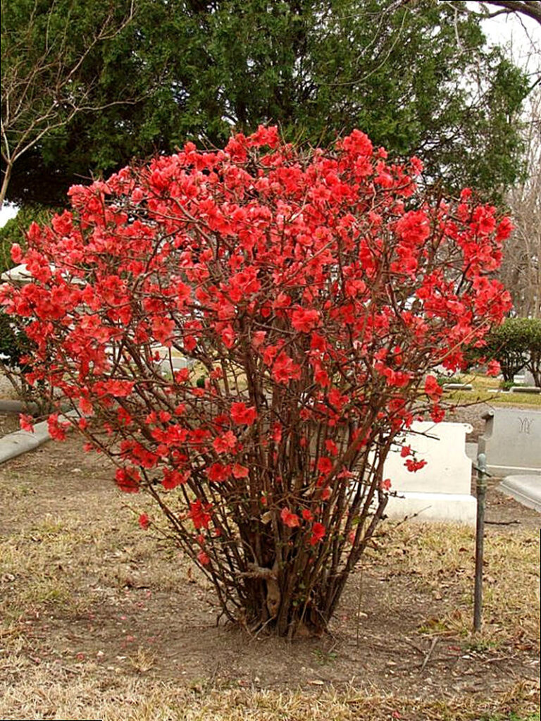 Айва японская фото