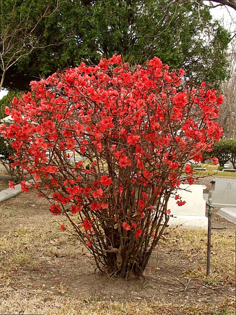 Айва японская фото